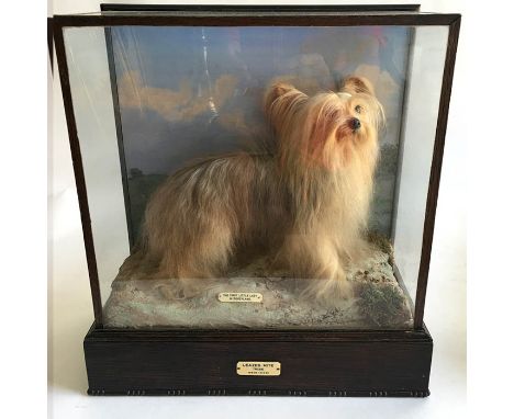 Taxidermy, A cased taxidermy dog. The subject a long haired terrier type dog standing in naturalistic pose, plaque inside the