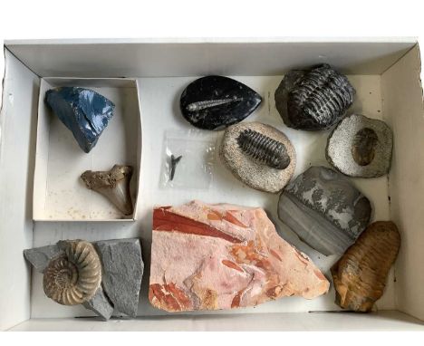 Collection of various fossils, including Devonian /Permian period Glassopteris fossil leaf plate (19.5cm overall length), Ord