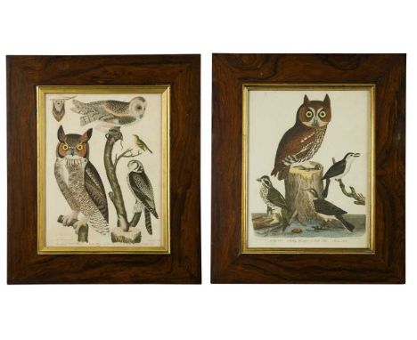 Alexander Lawson (1773-1846) after Alexander Wilson  A pair of hand coloured engravings of owls and other animals 34 x 26cm  
