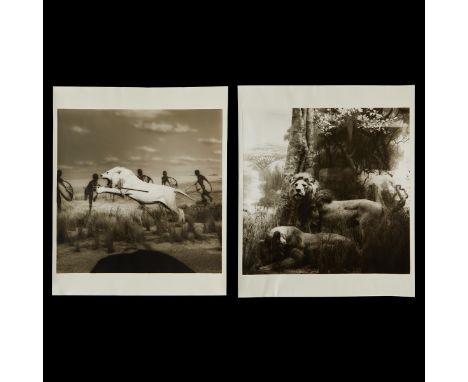 Lynn Geesaman (American, 1938-2020). Group of two photographs depicting lions. Silver gelatin print. One depicting a taxiderm