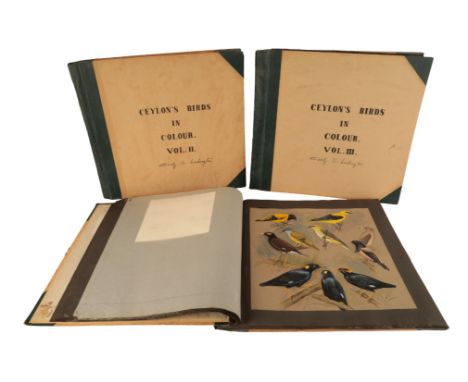 THE CECILY LUSHINGTON ARCHIVE - AN EXTRAORDINARY STUDY OF THE BIRDS OF CEYLON BY THE ORNITHOLOGIST CICELY LUSHINGTON (1903-19