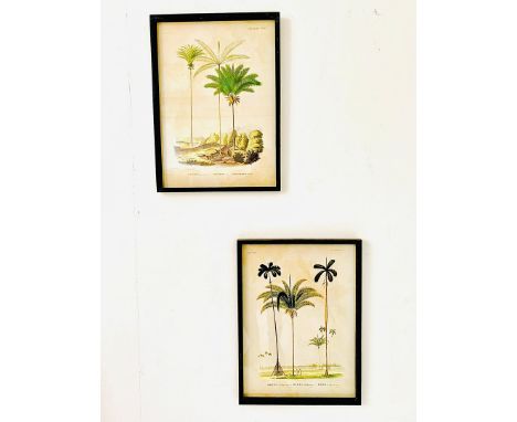 A PAIR OF BOTANICAL PALM TREE PRINTS. framed and glazed, 56cm H x 41cm W.