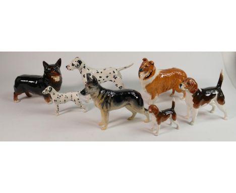 A Collection of Beswick dogs: To include Beswick Dalmatians 961 &amp; 1763, Beagles 2300 &amp; 1939 , Corgi Black Prince 1299