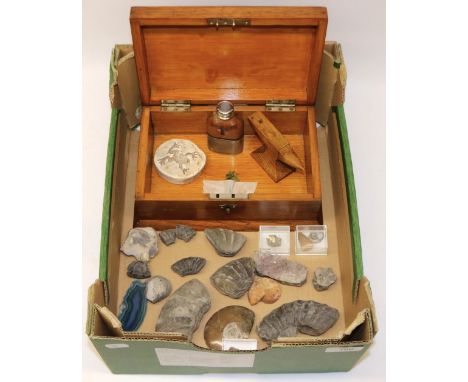 Edwardian golden oak box W25cm, a miniature golden oak anvil, small leather bound spirit flask, fossil ammonites and other ge