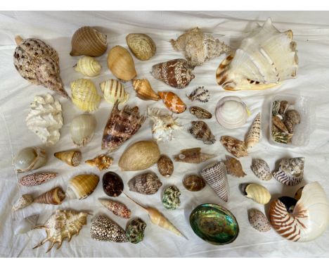 Large quantity of tropical shells from Oman, Northern Indian Ocean and South China sea to include a Triton, Conch, Queen Helm