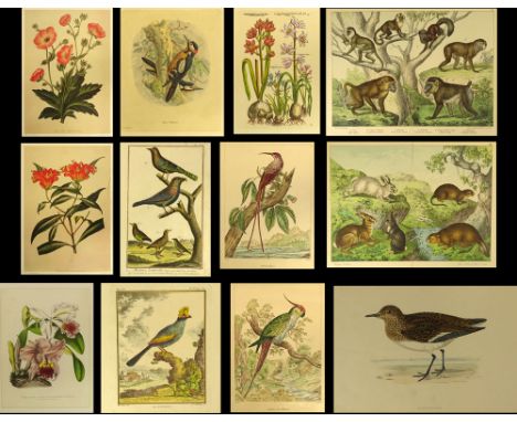 Lot of 11 vintage hand colored prints. Animal, bird and floral themes. From various sources including Atlante Zooilogico, Uns