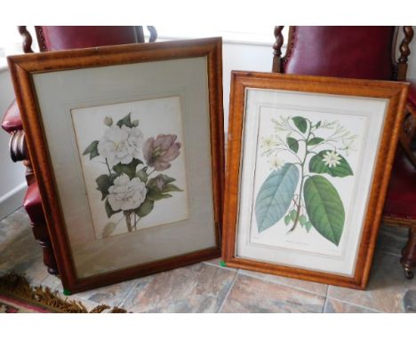 Tremaine Manor House: A pair of botanical prints in antique birds eye maple frames, one frame a/f