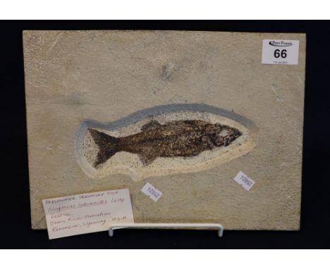 Fossilized fish within rectangular ceramic panel, originating from Wyoming USA. 296 x 21cm approx. (B.P. 24% incl. VAT) 