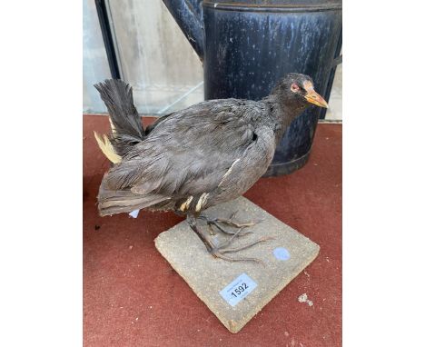 A VINTAGE TAXIDERMY MOREHEN WITH WOODEN PLINTH BASE 