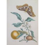 Merian, Matthäus: Zwei Blätter: Insekten auf Orangenzweig u.A.
