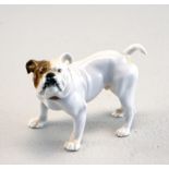 Königl. Meissen: französische Buldogge, Model Nr. 128, Entw. Eric Hoesel