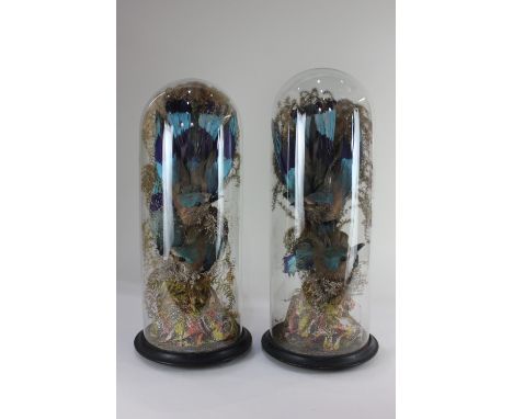 Taxidermy, a pair of Victorian bird specimen displays, each with two Indian roller birds under a glass dome, domes 54cm high