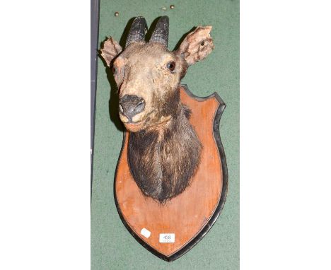 Taxidermy: Himalayan Serow (Capricornis thar), circa 1920, adult male neck mount looking straight ahead,, mounted upon a peri