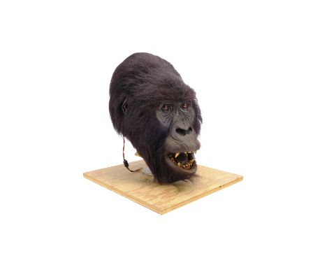 GORILLAS IN THE MIST (1988) - Animatronic Rogue Gorilla Mask - An animatronic rogue gorilla mask from Michael Apted's biopic 