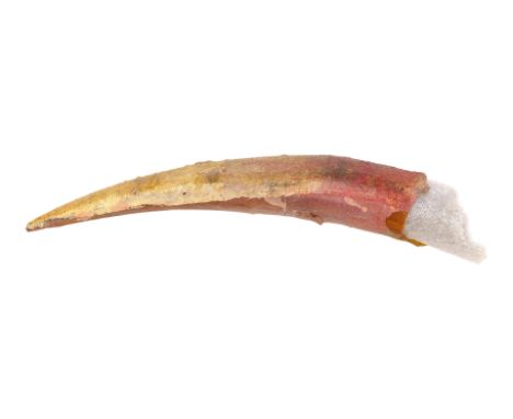 STAR WARS: RETURN OF THE JEDI (1983) - Stuart Ziff Collection: Sarlacc Tooth - A sarlacc tooth from Richard Marquand's Star W