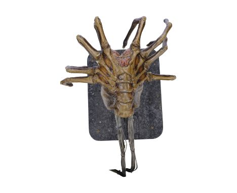 AVP: ALIEN VS. PREDATOR (2004) - Hero Animatronic Facehugger - A hero animatronic Facehugger puppet from Paul W.S. Anderson's