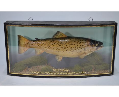 J Cooper &amp; Sons, London - a taxidermy Trout, 5 1/2 lbs, in glazed case stencilled 'Caught by P R Kittel, at Downton, 23rd