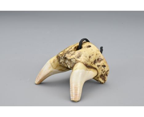 An unusual Japanese jawbone netsuke. Possibly from the upper jaw of a fox. The top of the netsuke with red lacquer. Meiji per