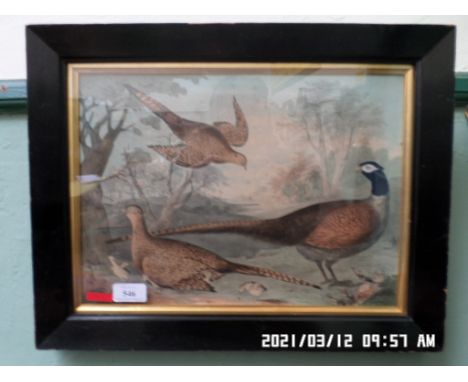 Coloured print of ornamental pheasants in ebonised frame