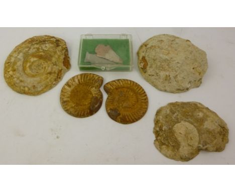 FIVE VARIOUS PREHISTORIC AMMONITES, and two FLINT ARROW HEADS 
