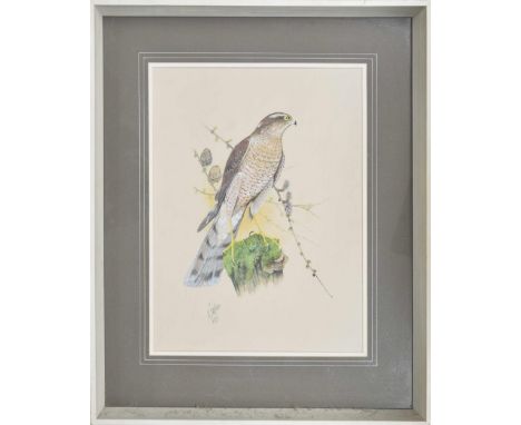Kenneth J. Wood (20th century) -&nbsp;'Female Sparrowhawk First Year Plumage', signed and dated 1977 also inscribed on an exh
