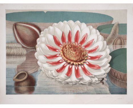 Botany.- Allen (John Fisk) Victoria Regia; or The Great Water Lily of America, Boston, 6 chromolithograph plates by William S