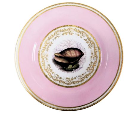 A Barr, Flight &amp; Barr Worcester porcelain plate, early 19thC, painted with a seashell and seaweed, within a gilt scroll g