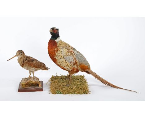 An uncased TAX Woodcock on naturalistic base by H R Bennett, together with an uncased Pheasant on naturalistic base (2).  CR 