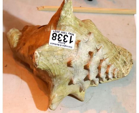 Large South Seas natural conch shell, 25 x 15 cm. Not available for in-house P&amp;P, contact Paul O'Hea at Mailboxes on 0192