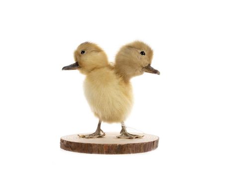 TAXIDERMY STUDY OF A TWO-HEADED DUCKLING on sectional trunk base11cm high 