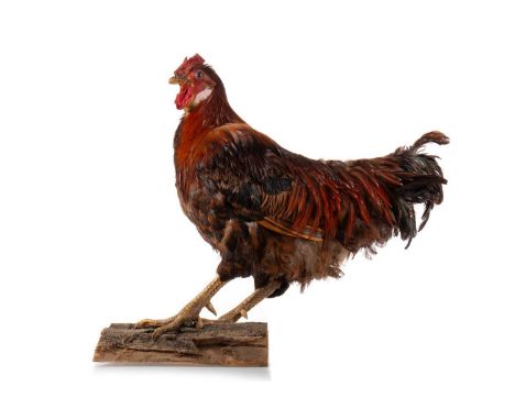 TAXIDERMY STUDY OF A COCKEREL (GALLUS GALLUS DOMESTICUS) 20TH CENTURY modelled standing on trunk section51cm high Qty: 1
