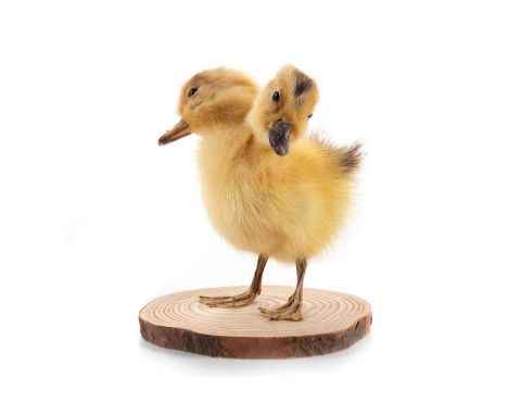JAMES CRANFIELD, TAXIDERMY STUDY OF A TWO-HEADED DUCKLING CONTEMPORARY on sectional trunk base