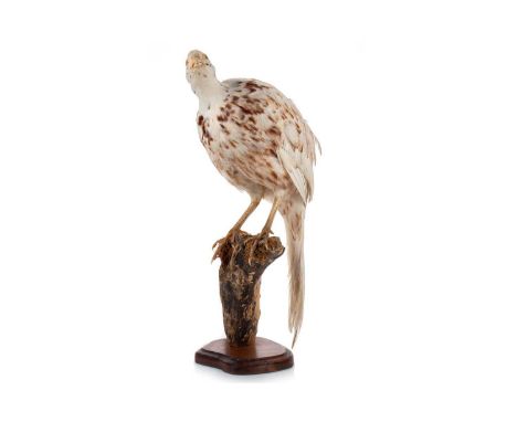 TAXIDERMY LEUCISTIC PHEASANT (PHASIANUS COLCHICUS) 20TH CENTURY with distinctive pale plumage, modeled on a mossy sectional t