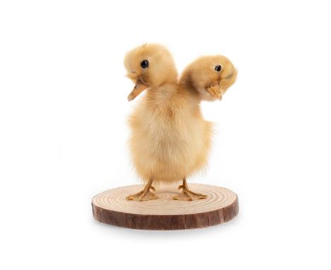 JAMES CRANFIELD, TAXIDERMY STUDY OF A TWO-HEADED DUCKLING CONTEMPORARY on sectional trunk base