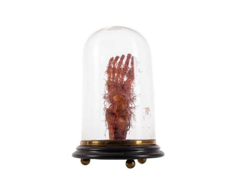 WAX MEDICAL MODEL OF HUMAN FOOT AND NERVE STRUCTURE LATE 19TH/EARLY 20TH CENTURY presented on ebonised stand raised on three 
