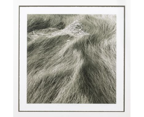 Lindbloom, Eric (Detroit 1934-2020) "Salt Marsh Grass Nr. 12, Wellfleet, M R"  Photographie. Ca. 61×61 auf 71×71 cm. Rücks. s