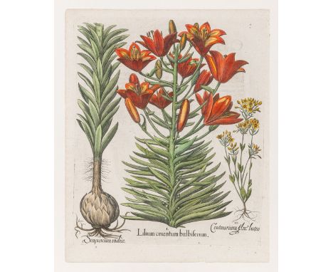 Besler, Basilius (Nürnberg 1561-1629) Feuerlilie  I.) Lilium cruentum bulbiferum. II.) Scapuscum radice. III.) Centaurium flo