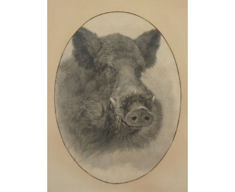 A framed and glazed black and white print of a head of a wild boar, circa 1900, probably a lithograph, 77cm x 61cm overall