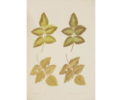 Brookshaw, George A New Treatise on Flower Painting... London: printed for Longman, Hurst, Rees, Orme and Brown, 1818. Small 