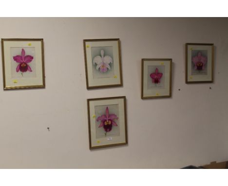 FIVE FRAMED WATERCOLOURS OF ORCHIDS INITIALED BY ARTIST N. R.