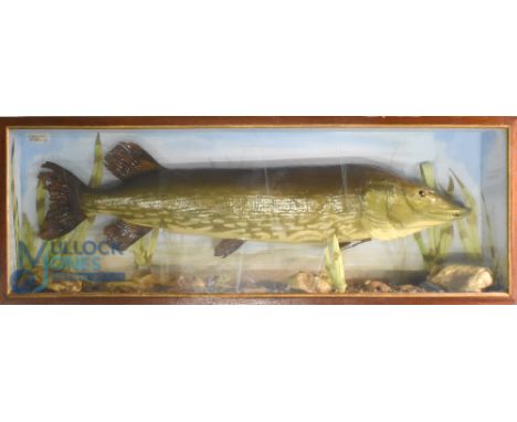 Cased Fish - Large, preserved pike by taxidermist R P Merchant, 28 Cricket Lawns, Oakham, Leics - 41" long fish mounted again