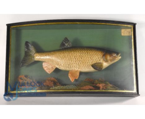 Cased Fish - Fine preserved Chub in the Cooper/Griggs style - mounted in a glazed bow front case, 25"x14"x6", scale painted f