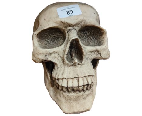 MODEL SKULL