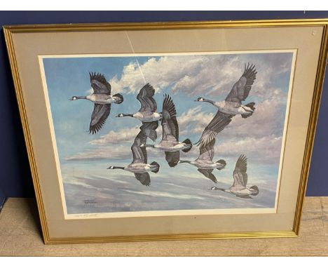 After Charles Schwartz coloured print "Canada Geese in flight"  signed in pencil on mount 50 x 67 framed and glazed  Moorland