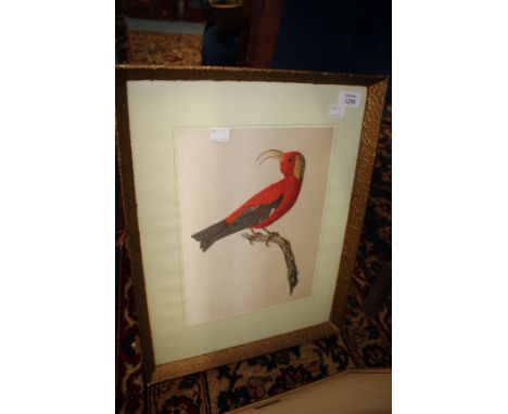 A DECORATIVE PRINT ON SILK OF A RED TROPICAL BIRD with hooked beak, 30cm x 21cm together with two decorative pictures of fung