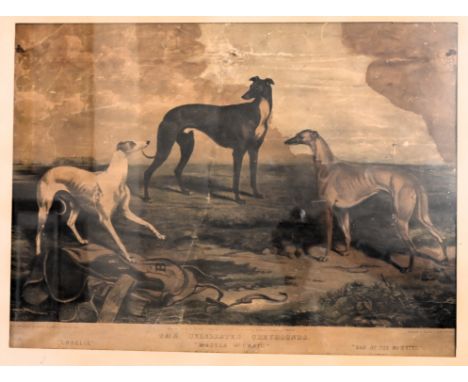 John McGahey, after James Armstrong (British, 19th Century) The Celebrated greyhounds - "Lobelia", Master Mc Grath" and "Bab 
