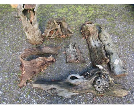 Eight pieces of weathered sculptural tree trunk 