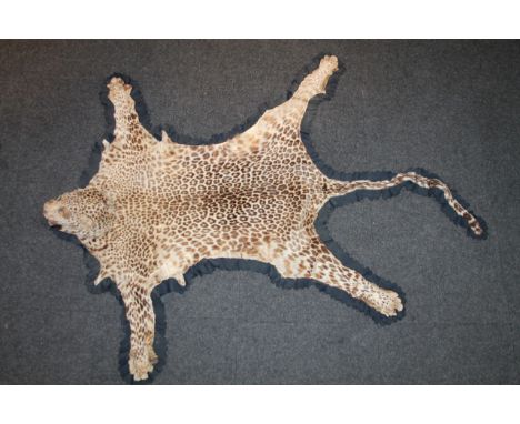 An early 20thC taxidermy study leopard skin rug, with head, tanned and lined with Army and Navy store label, 117cm wide.  