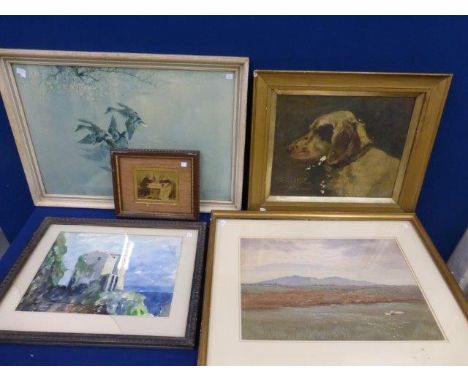 GROUSE KAS (1910) - an oil on board portrait of an English Setter and an assortment of watercolours and prints. 