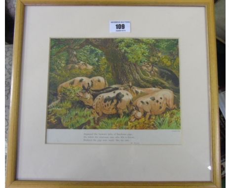 A 19th Century Coloured Print of Pigs; with comical depiction underneath, framed.